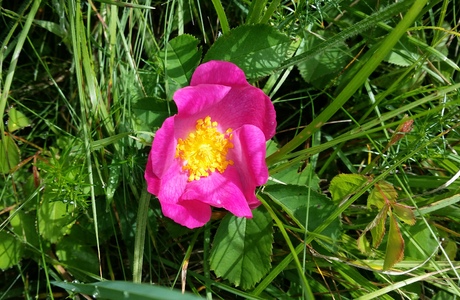 Essig-Rose (Rosa gallica) - © Bernard Wieser